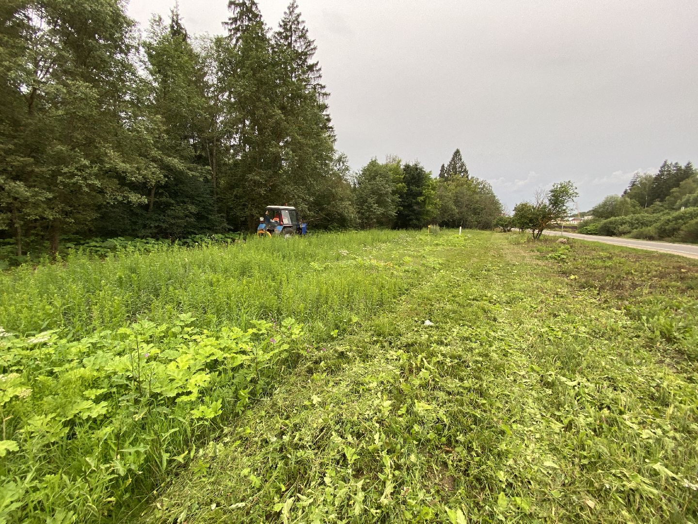 борщевик, истра