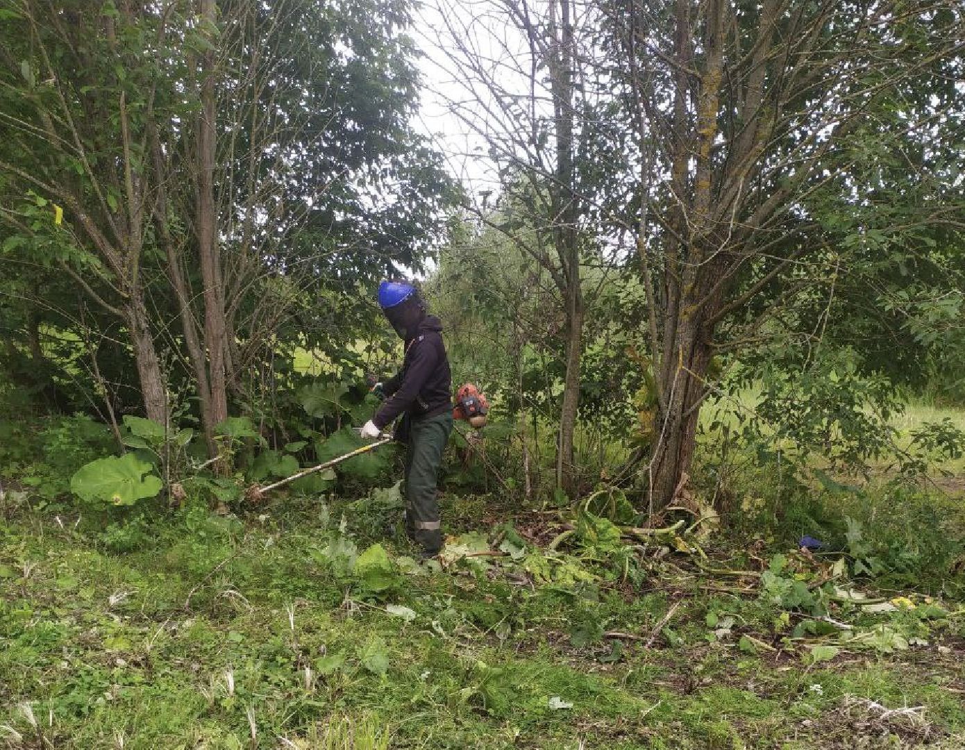 борщевик, истра