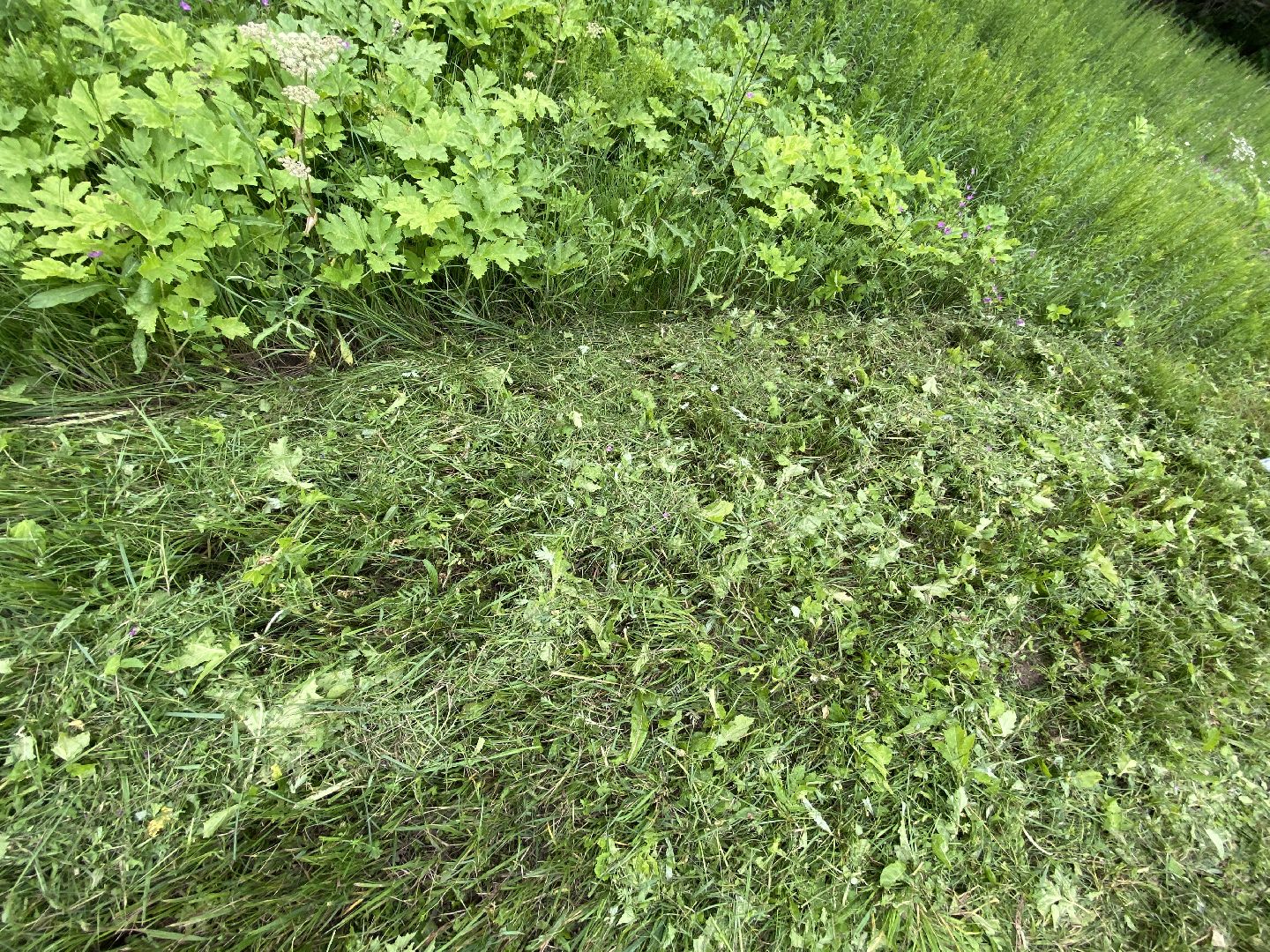 борщевик, истра