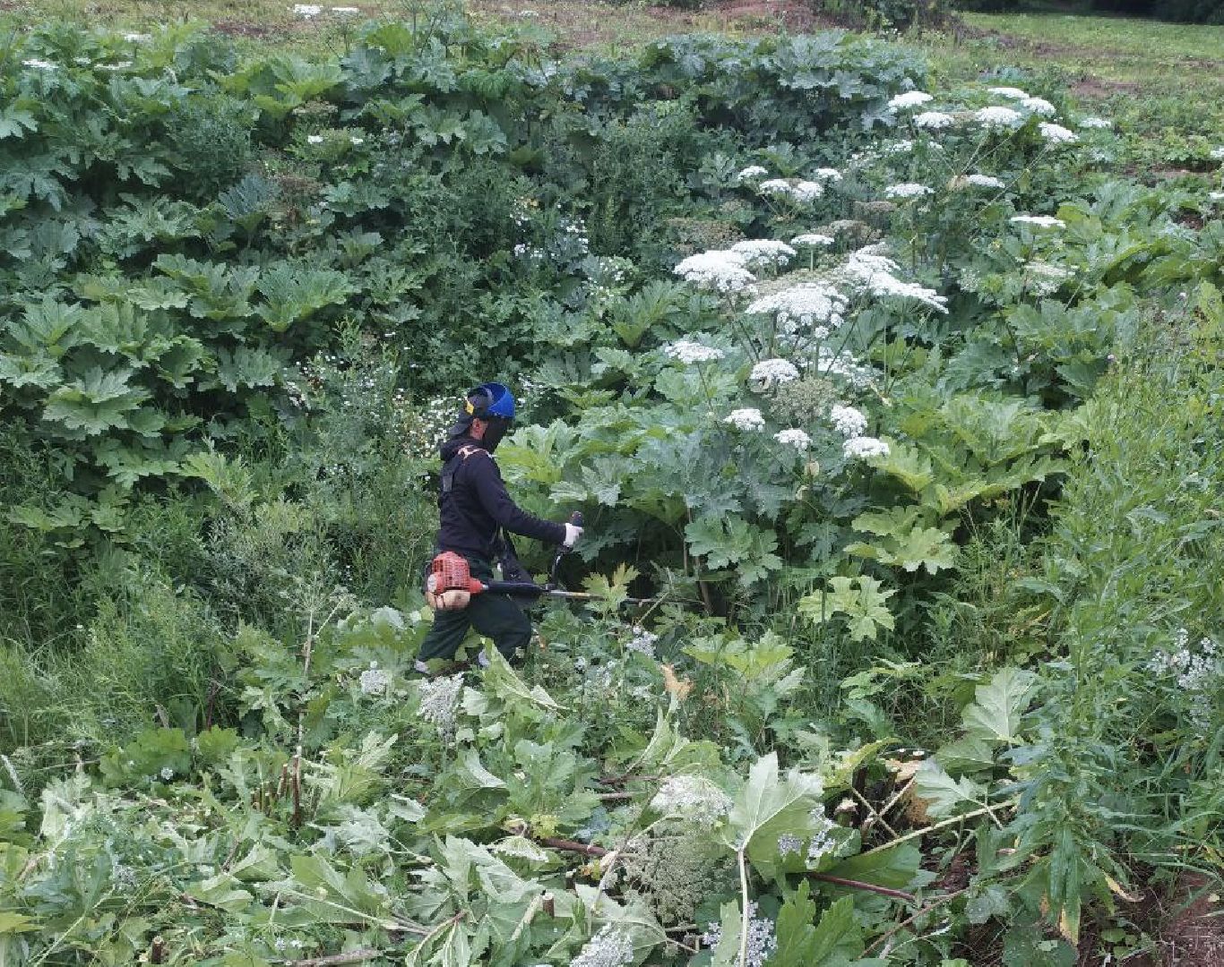 борщевик, истра