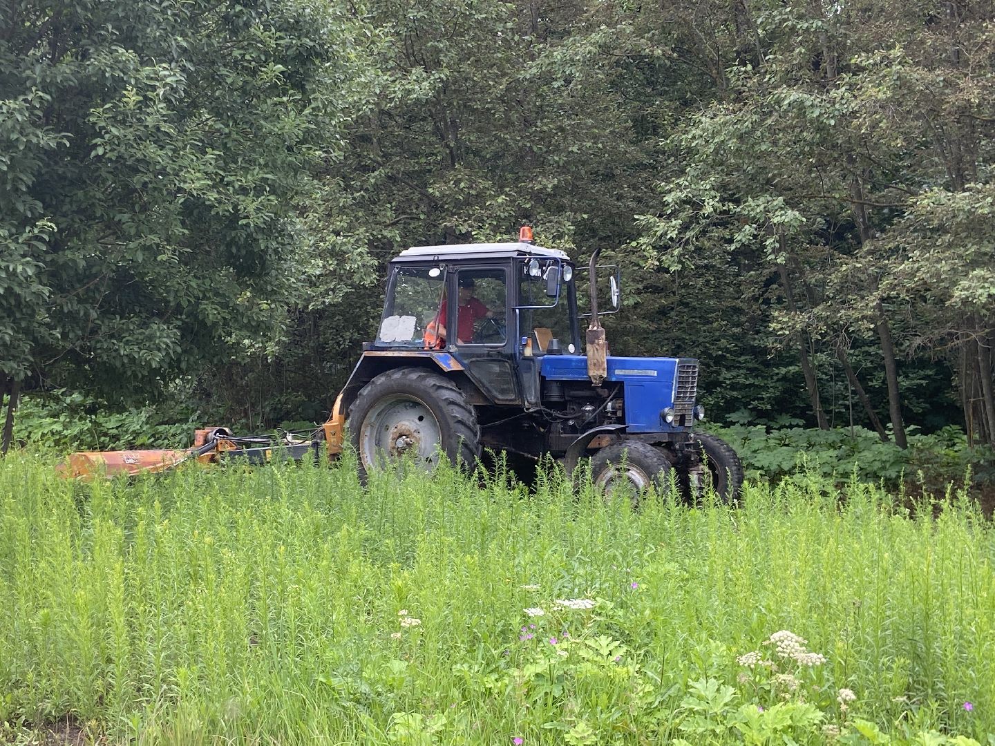 борщевик, истра