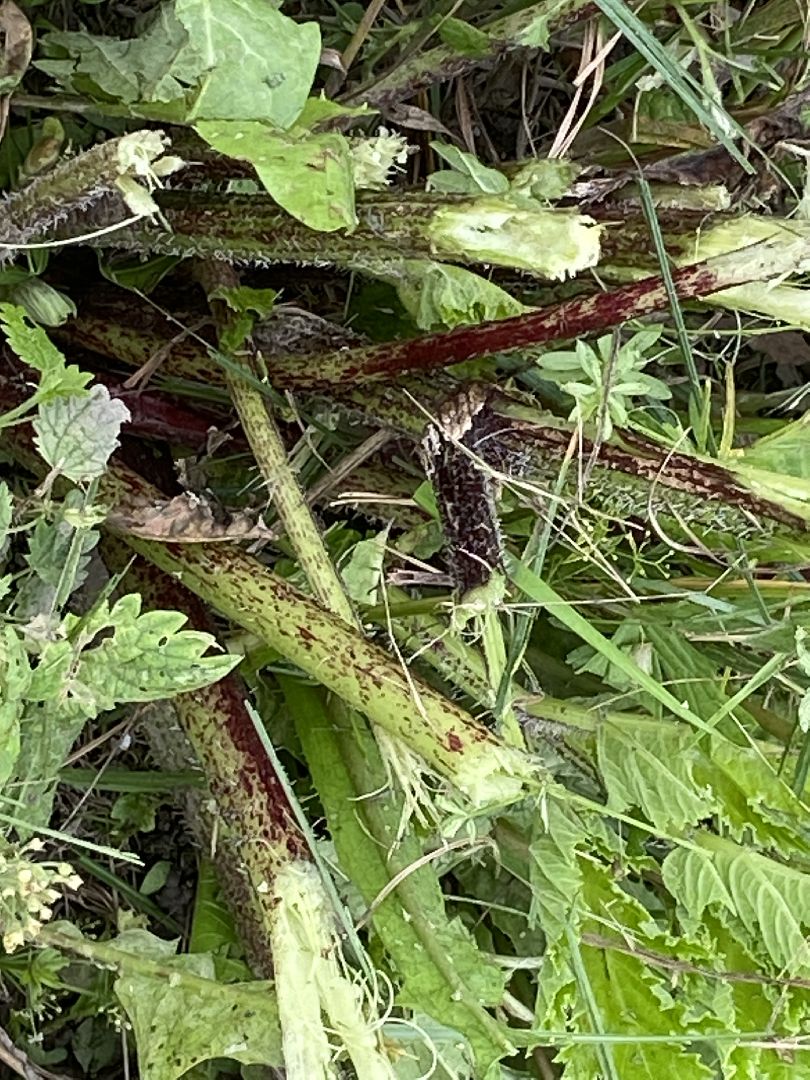 борщевик, истра