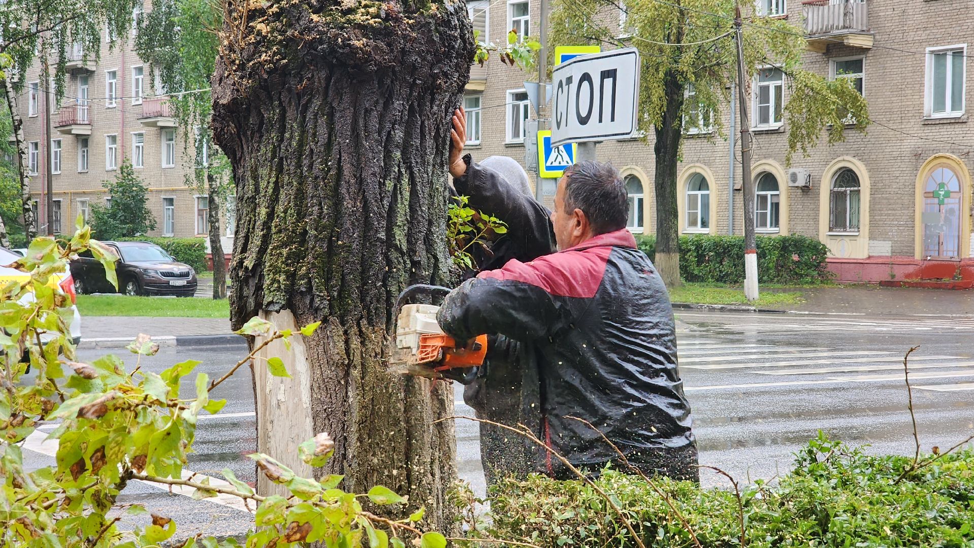 коммунальщики, благоустройство, опиловка,
