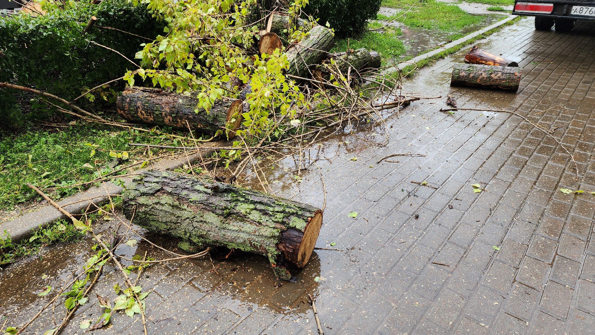 коммунальщики, благоустройство, опиловка,