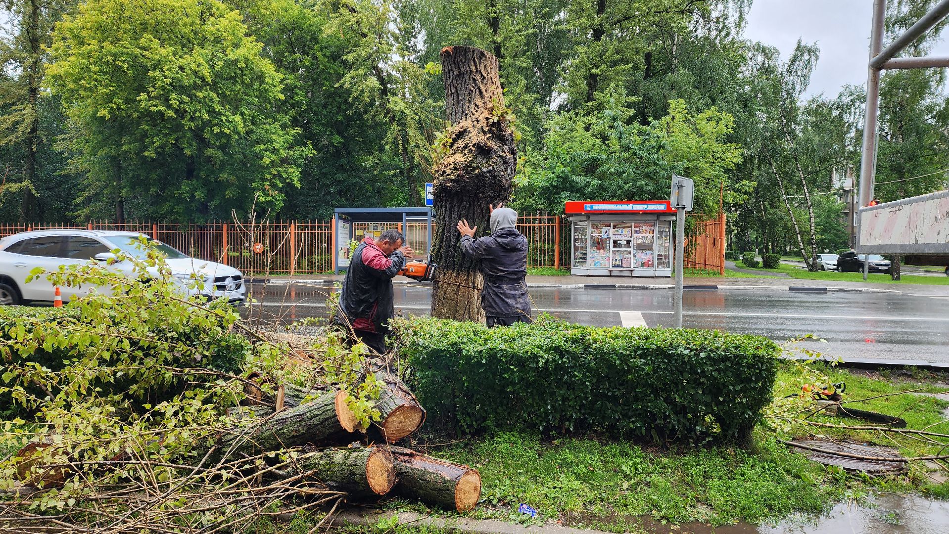 коммунальщики, благоустройство, опиловка,