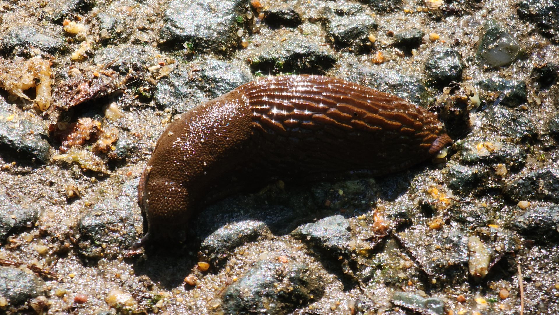 Экология, Подмосковье, москва, слизни, вредители, сельское хозяйство,