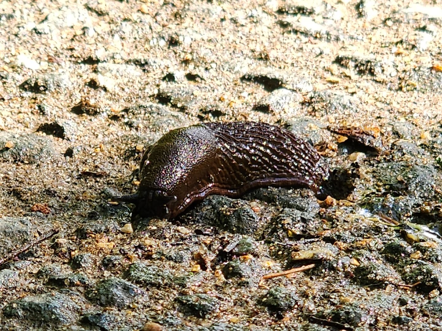 Экология, Подмосковье, москва, слизни, вредители, сельское хозяйство,