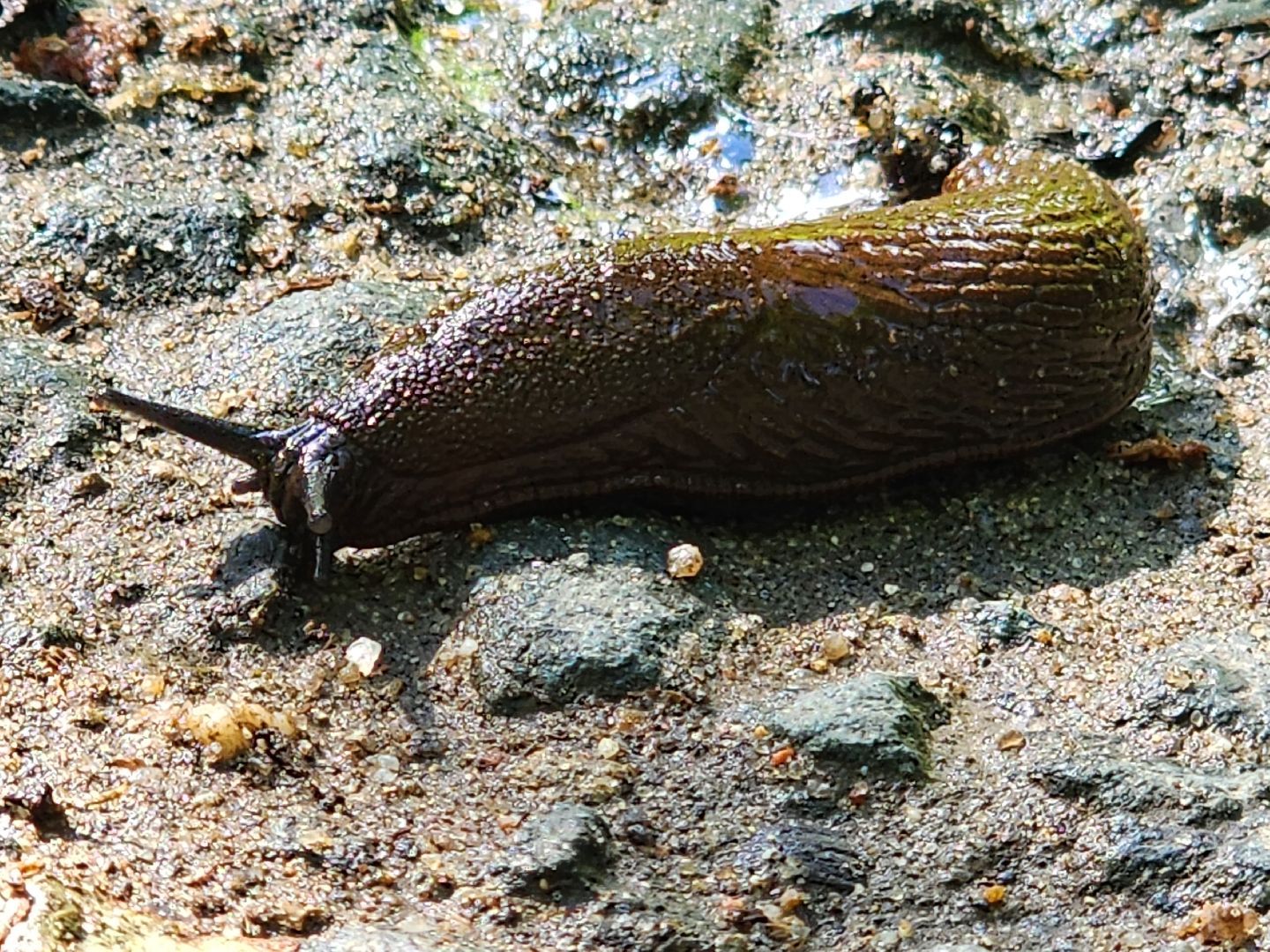 Экология, Подмосковье, москва, слизни, вредители, сельское хозяйство,