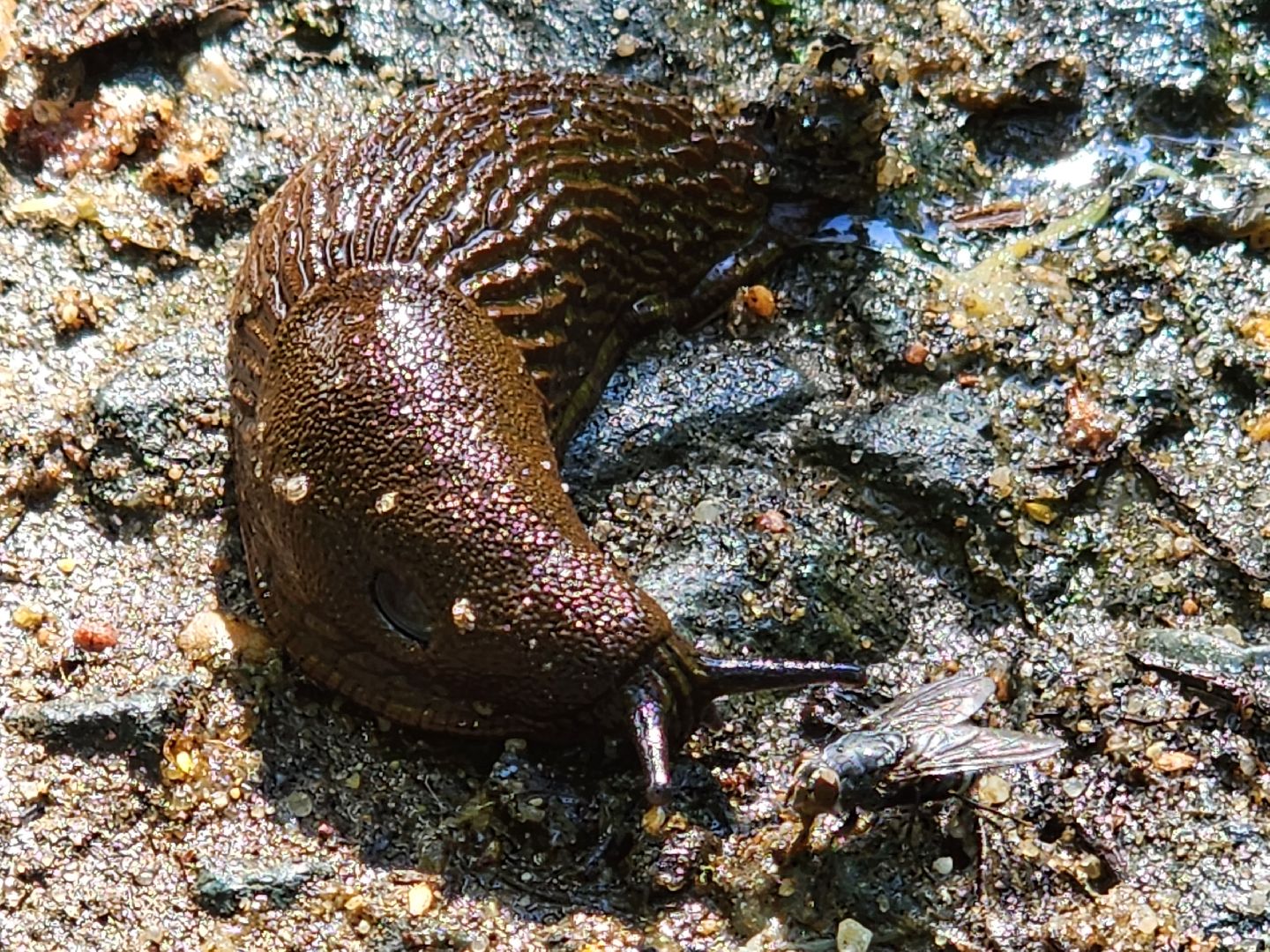 Экология, Подмосковье, москва, слизни, вредители, сельское хозяйство,