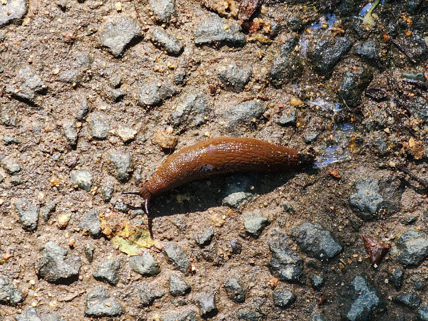 Экология, Подмосковье, москва, слизни, вредители, сельское хозяйство,
