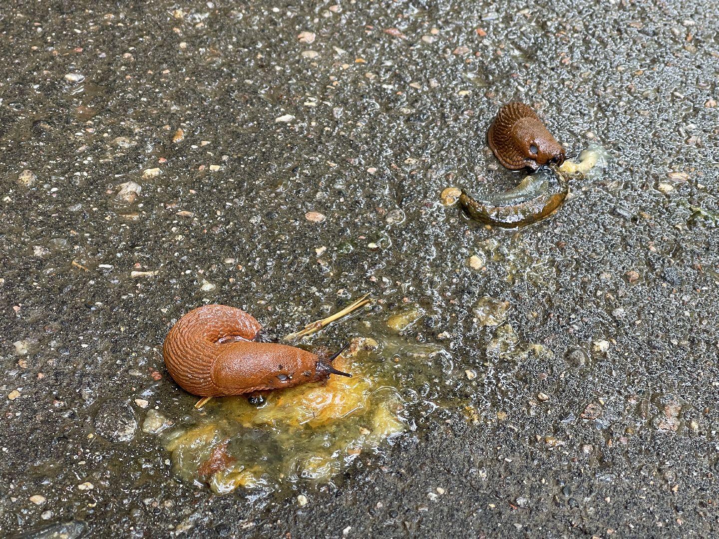 Экология, Подмосковье, москва, слизни, вредители, сельское хозяйство,