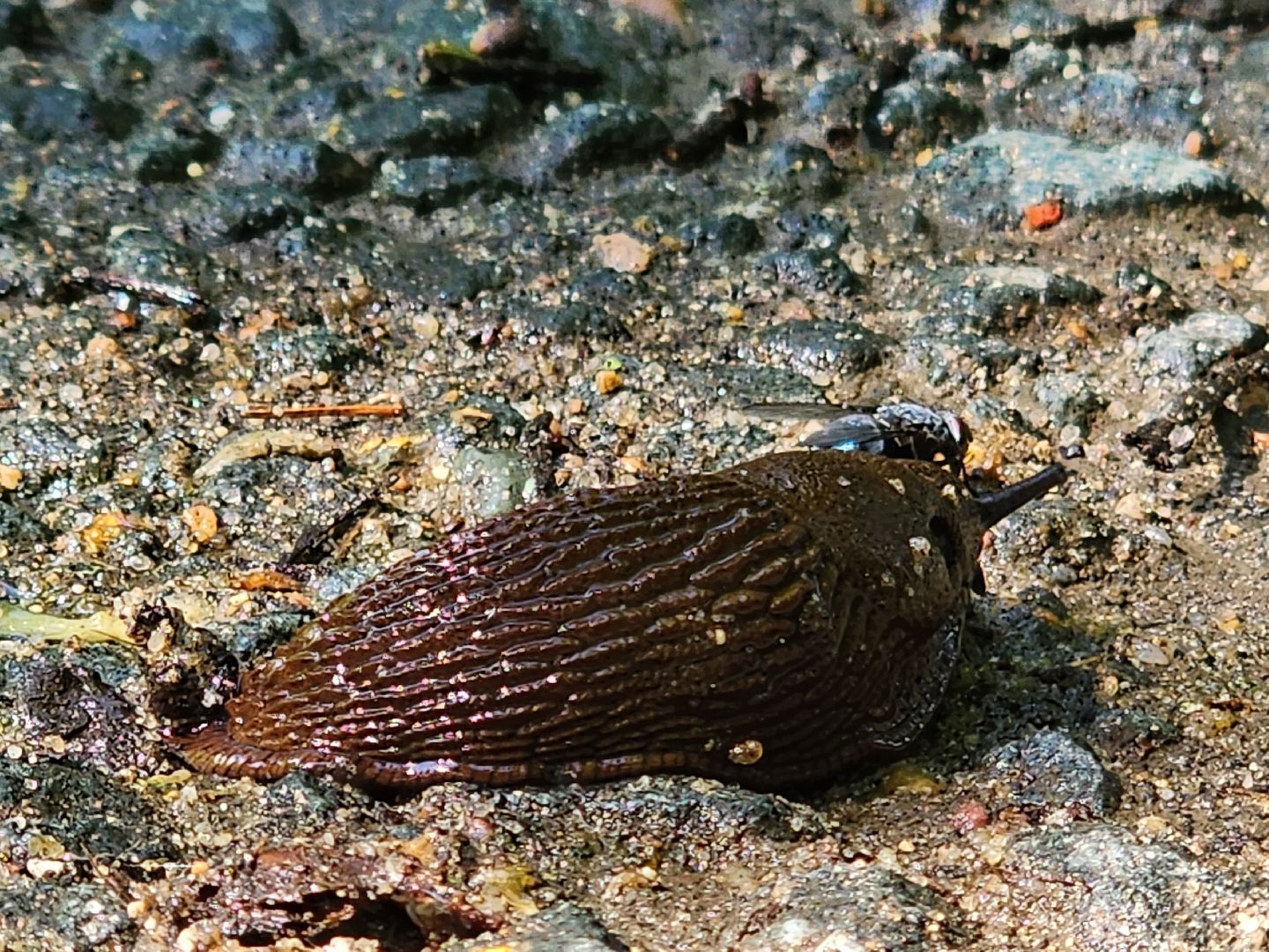 Экология, Подмосковье, москва, слизни, вредители, сельское хозяйство,