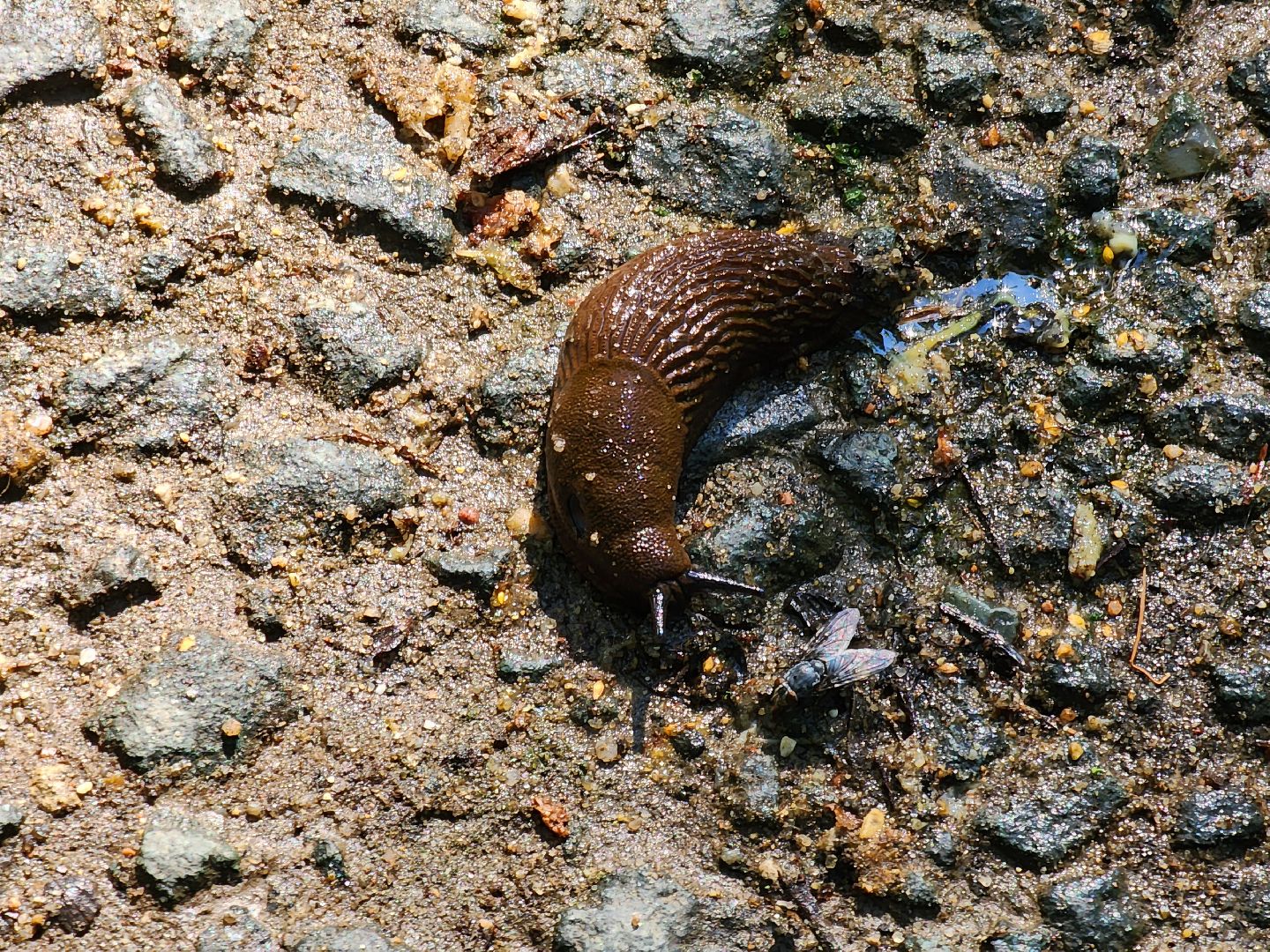 Экология, Подмосковье, москва, слизни, вредители, сельское хозяйство,