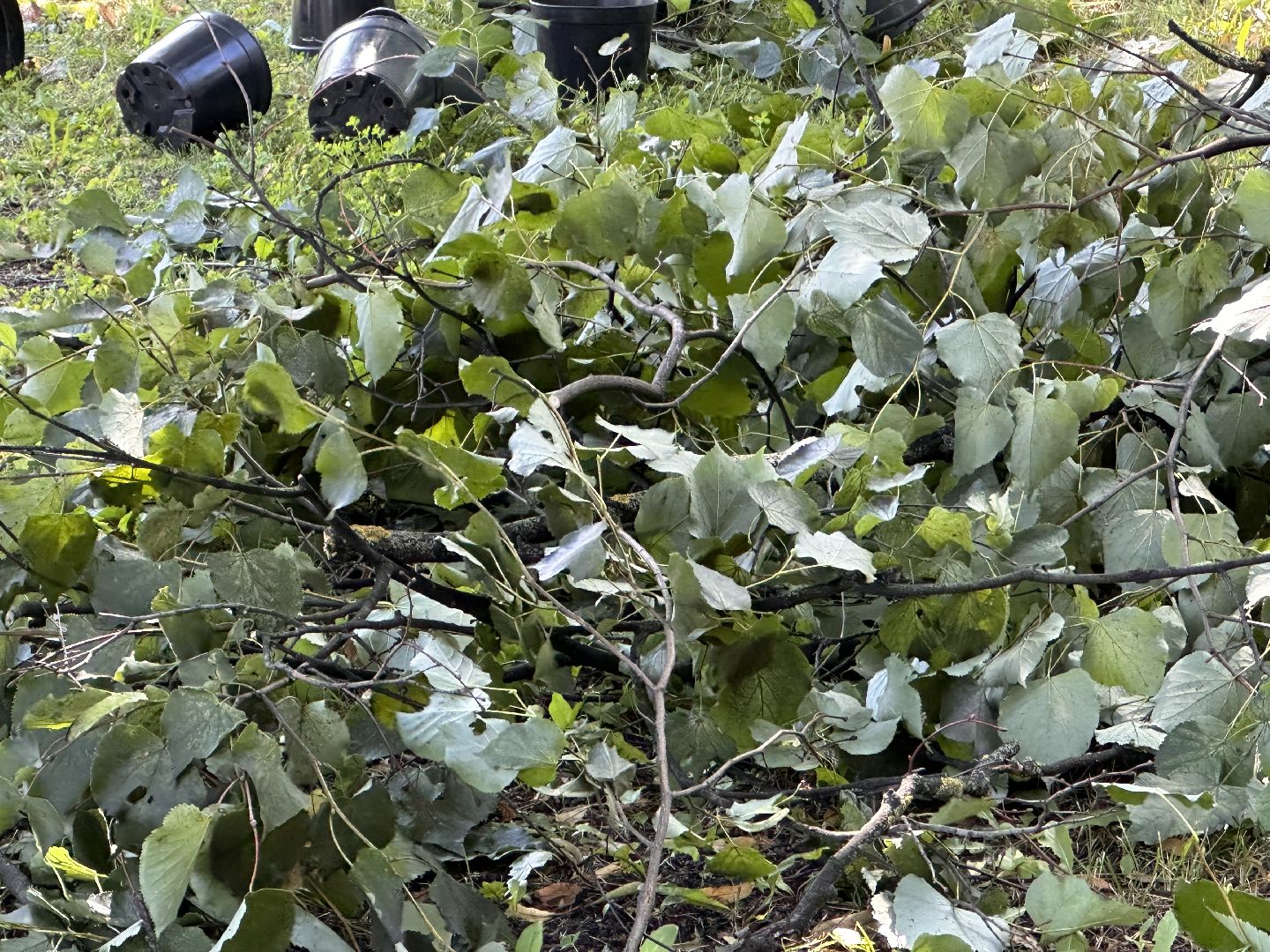 Одинцово, Благоустройство, Зелёное хозяйство, Озеленение