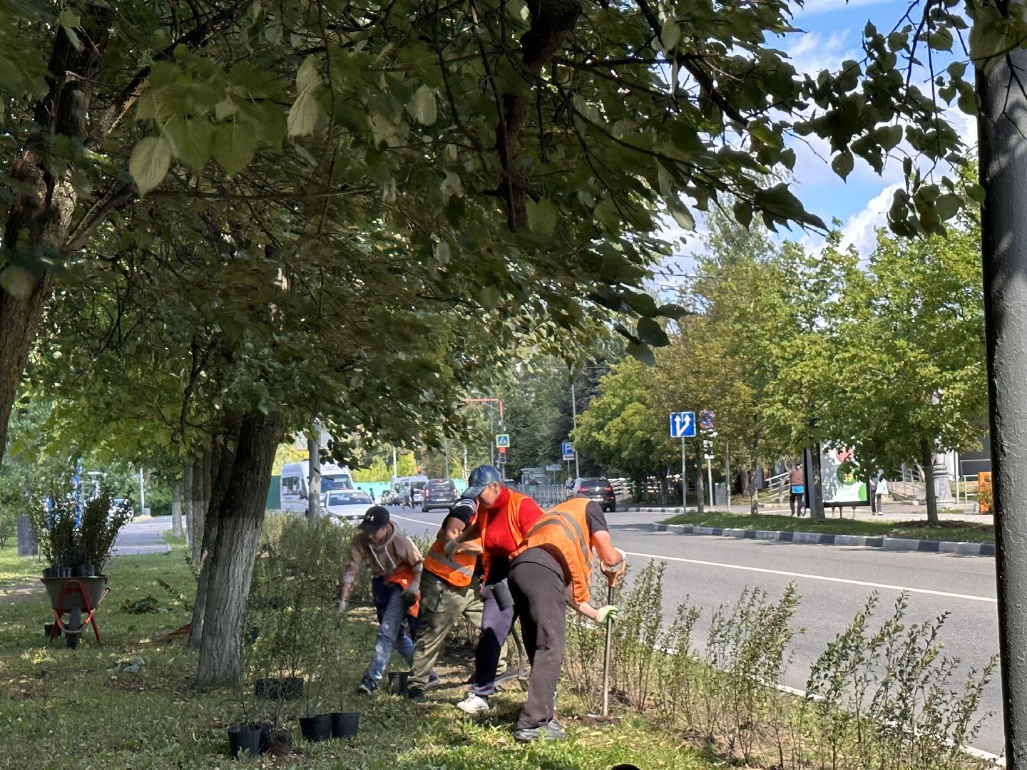 Одинцово, Благоустройство, Зелёное хозяйство, Озеленение