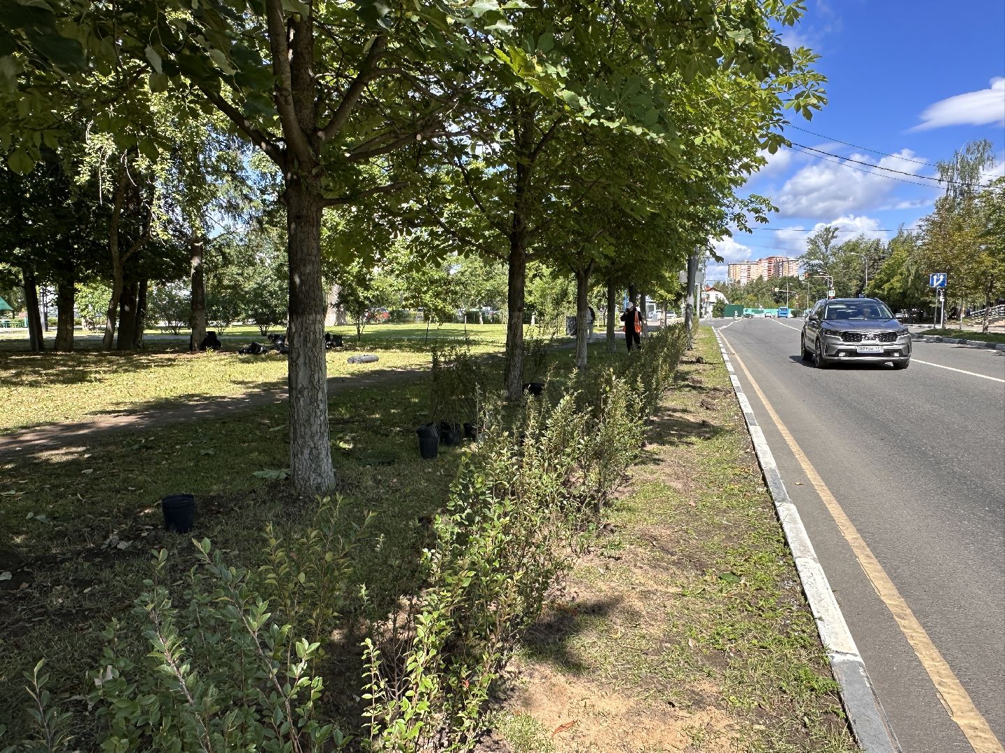 Одинцово, Благоустройство, Зелёное хозяйство, Озеленение