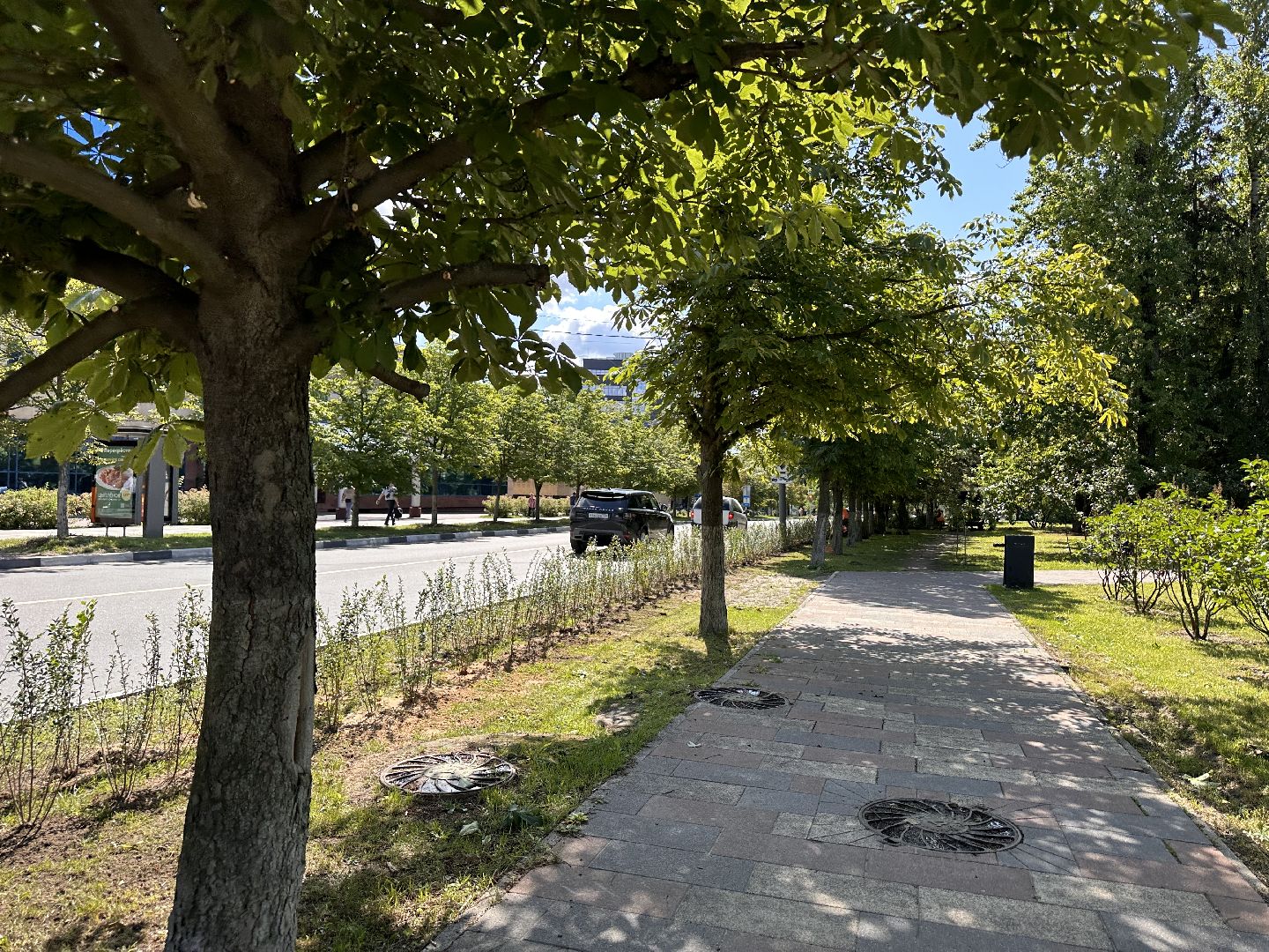 Одинцово, Благоустройство, Зелёное хозяйство, Озеленение