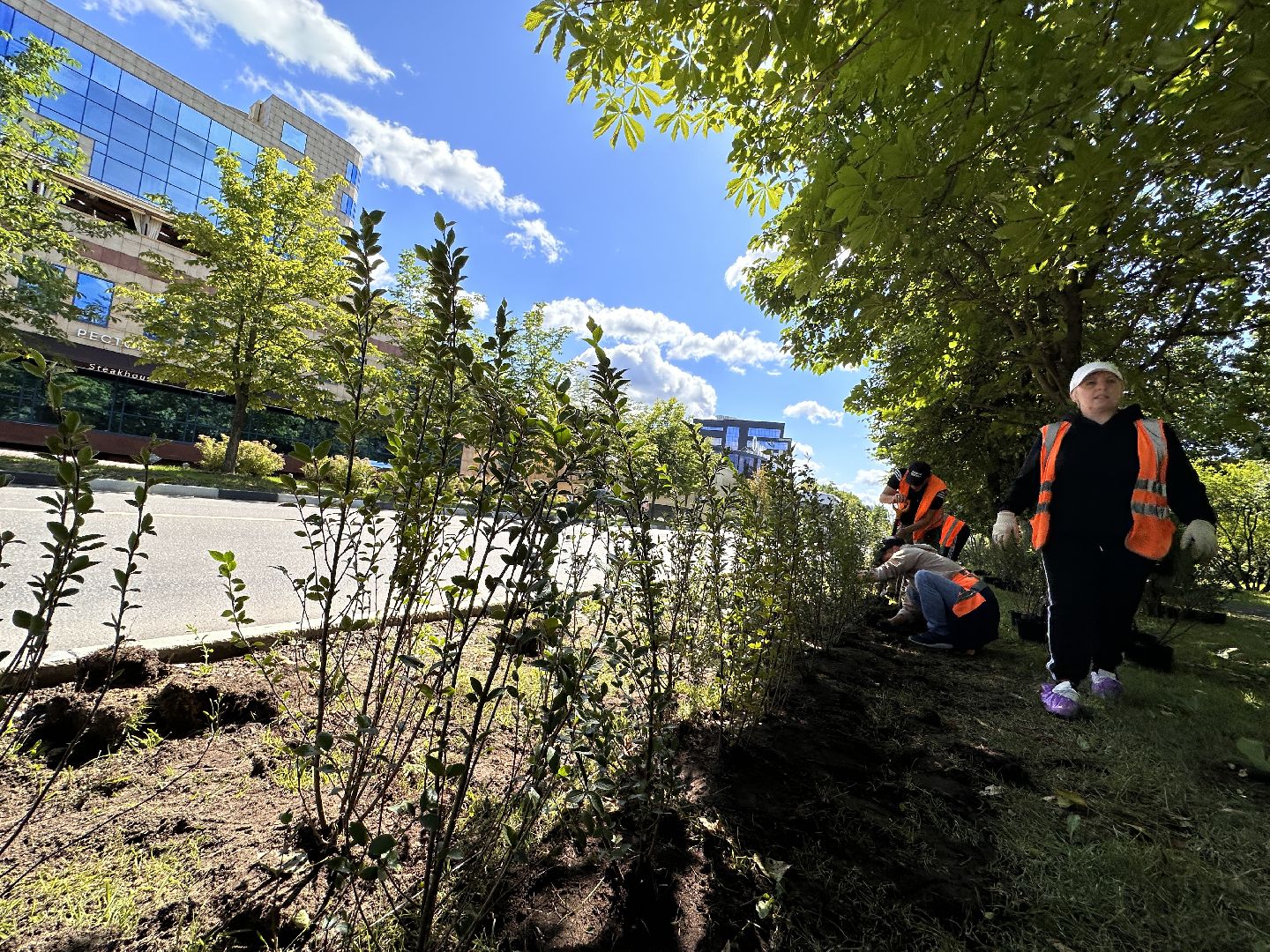 Одинцово, Благоустройство, Зелёное хозяйство, Озеленение