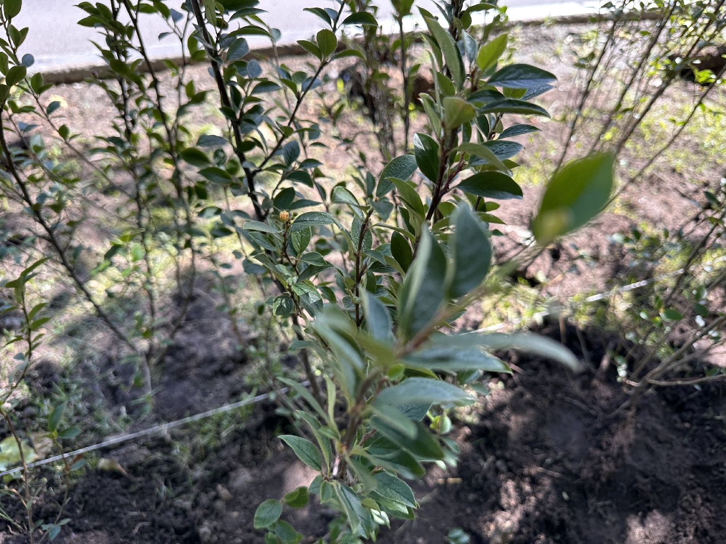 Одинцово, Благоустройство, Зелёное хозяйство, Озеленение