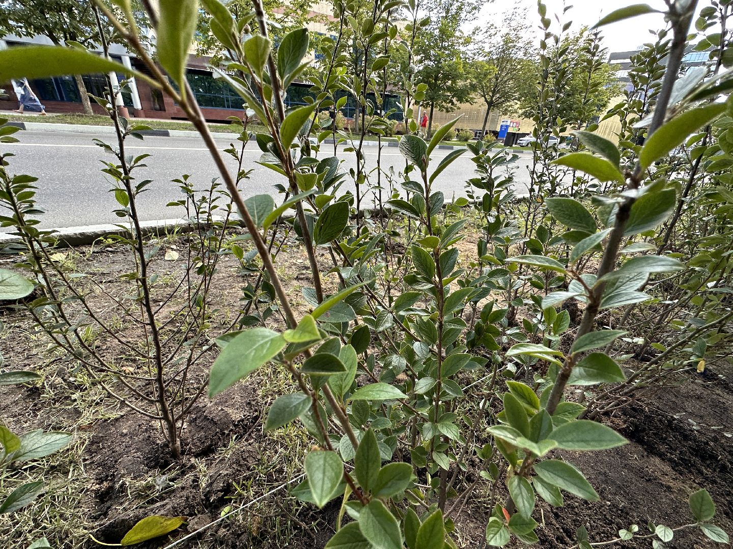 Одинцово, Благоустройство, Экология