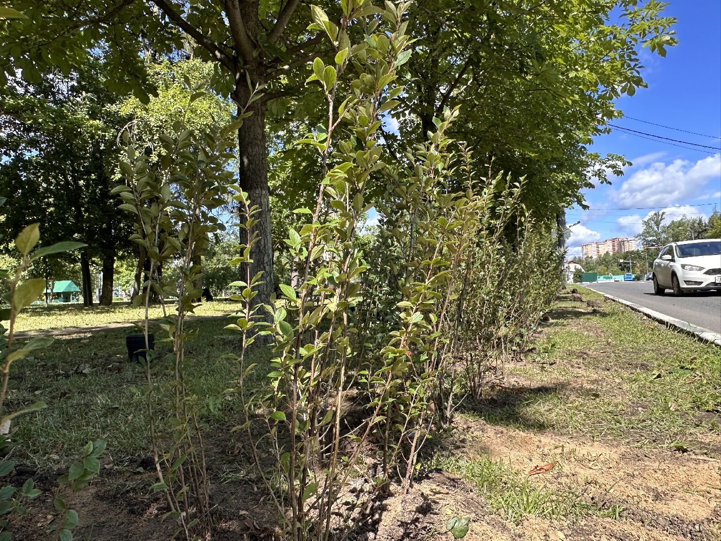 Одинцово, Благоустройство, Экология