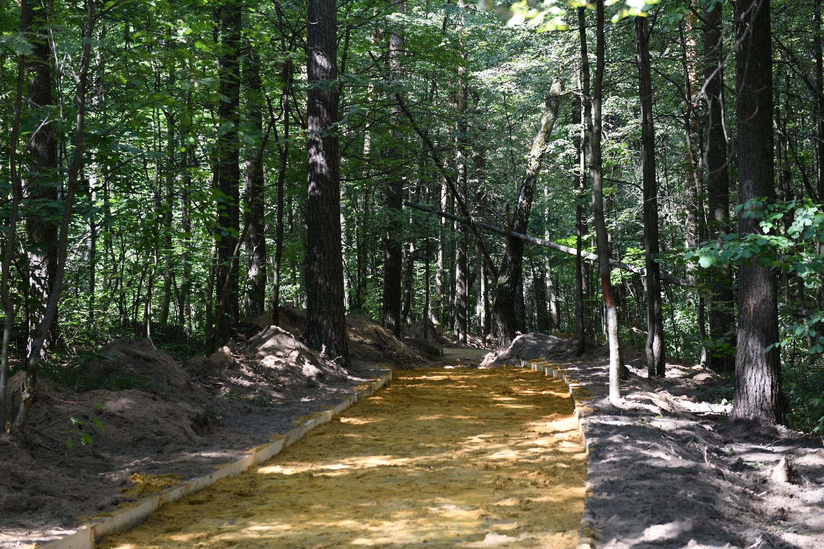 лыткарино, благоустройство, лесопарк