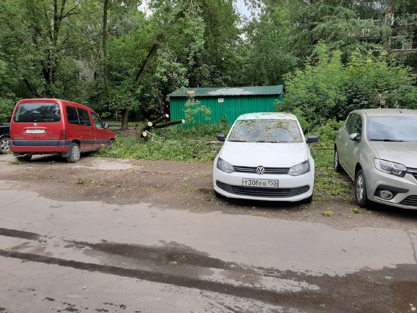 Лобня, благоустройство, дерево