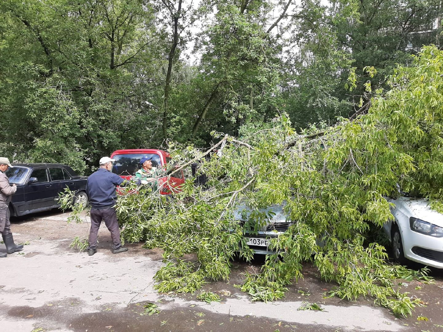 Лобня, благоустройство, дерево