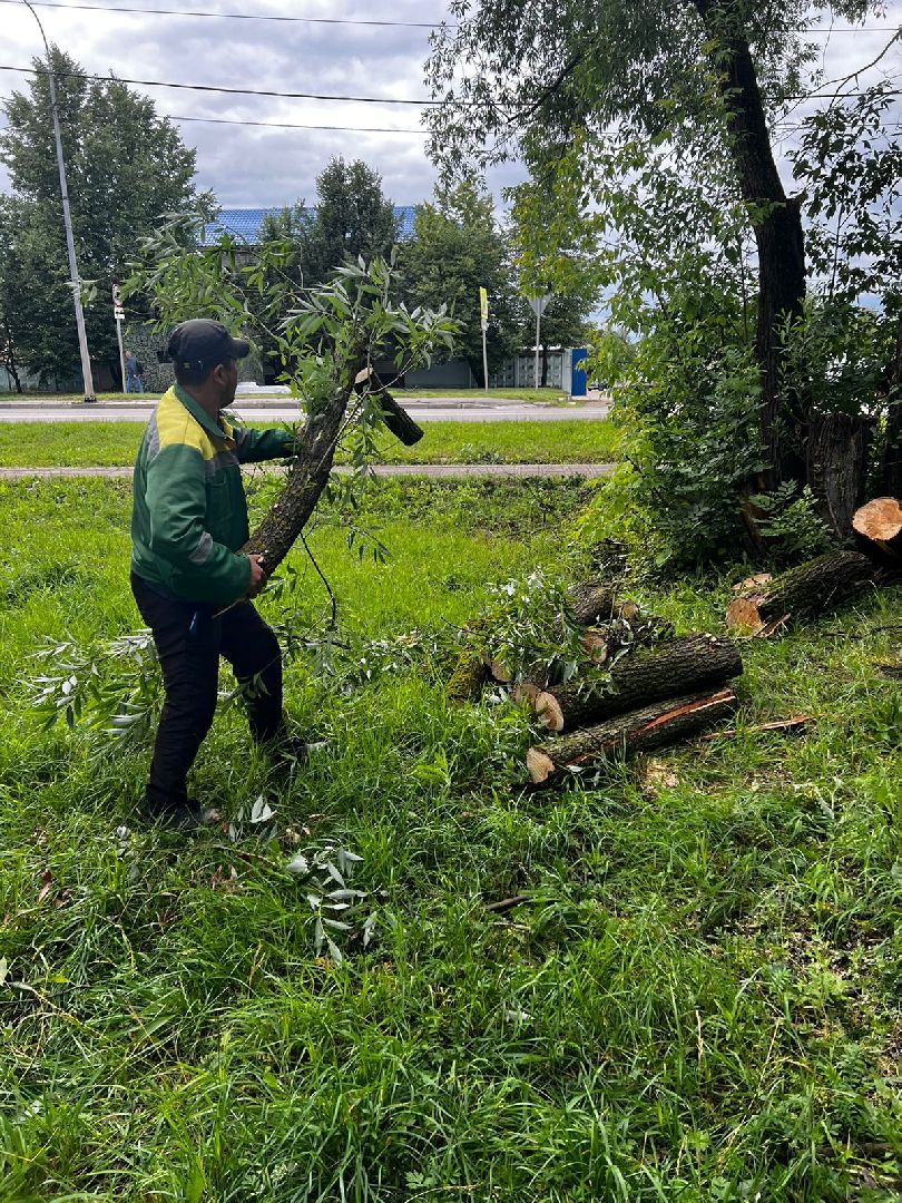 Лобня, благоустройство, дерево