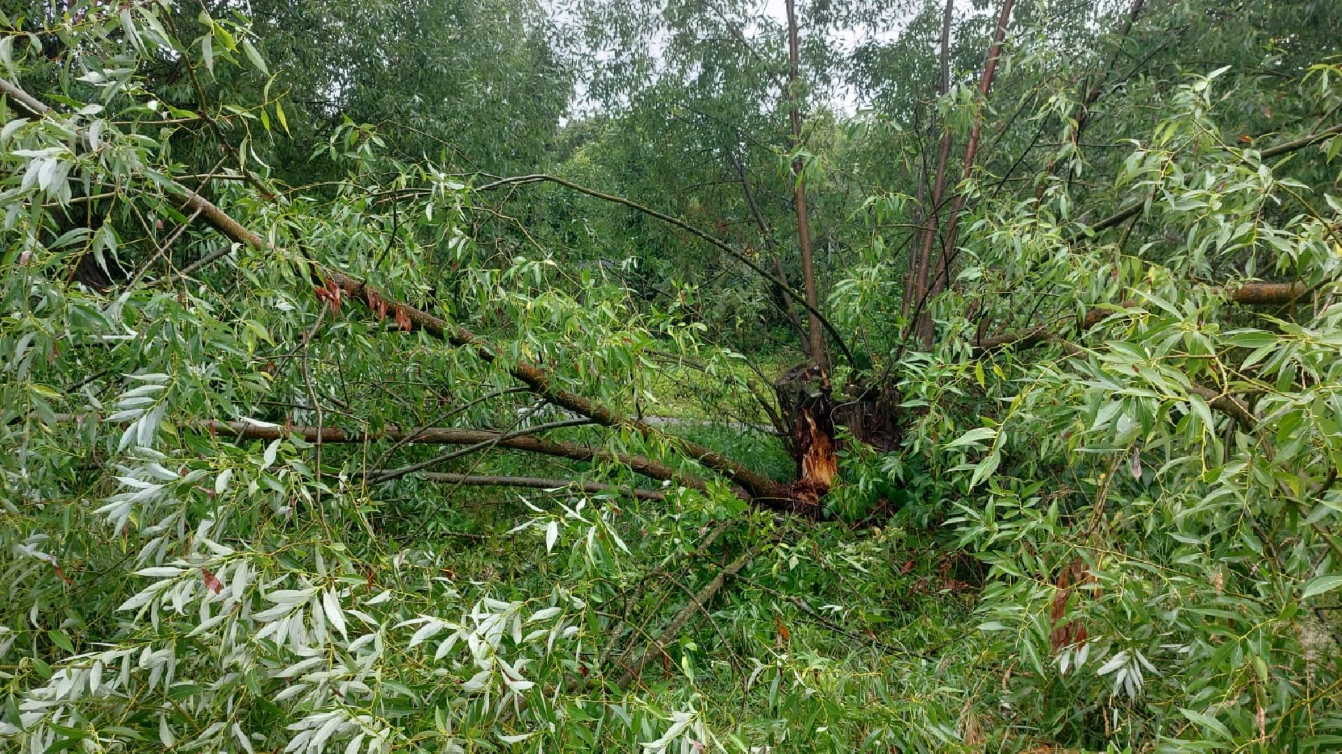 Лобня, благоустройство, дерево