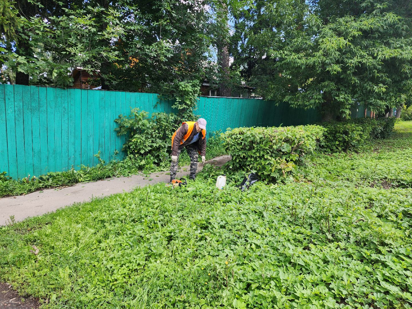 Пушкино, ЖКХ, деревья, обрезка