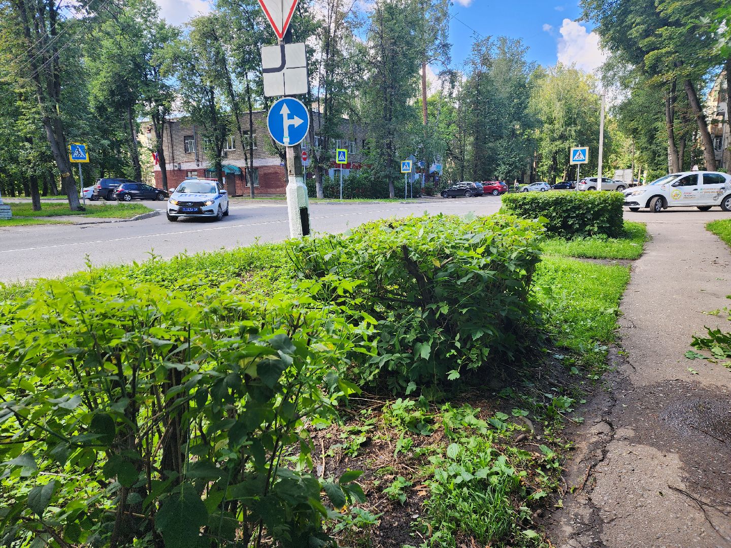 Пушкино, ЖКХ, деревья, обрезка