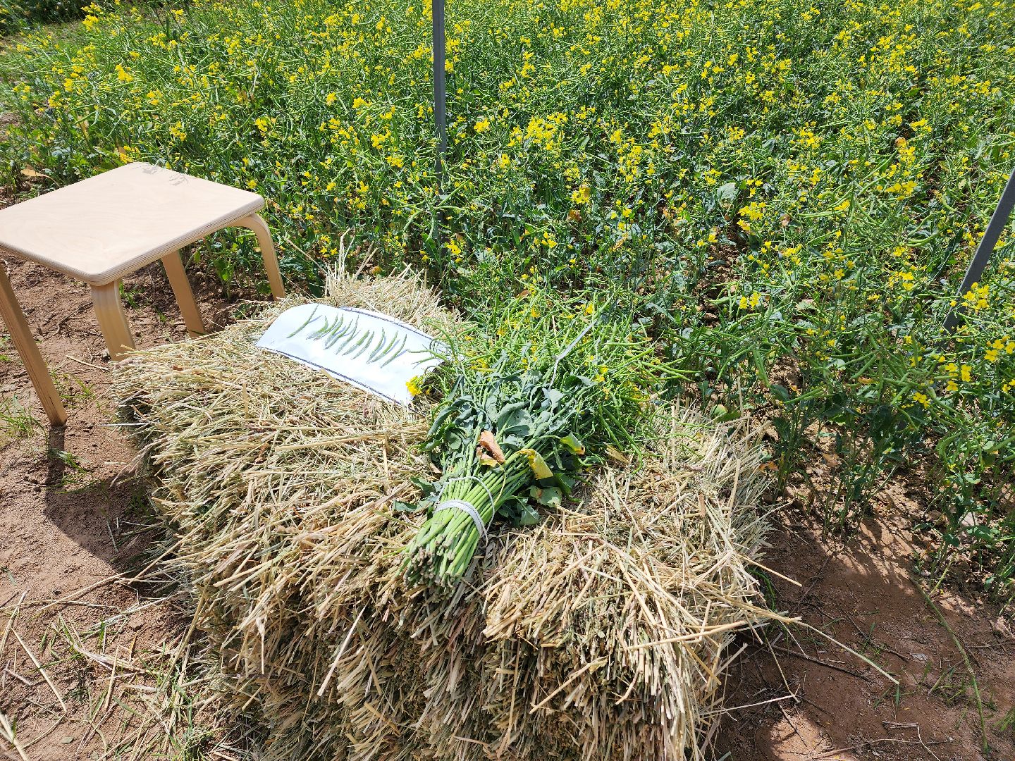 Домодедово, сельскохозяйственная техника, комбайн, трактор, урожай, эффективность