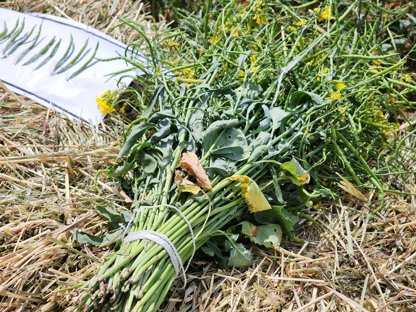 Домодедово, сельскохозяйственная техника, комбайн, трактор, урожай, эффективность