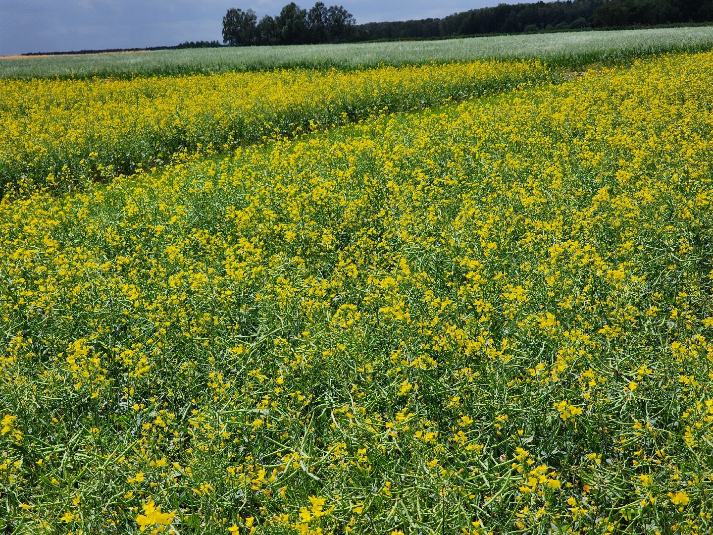 Домодедово, сельскохозяйственная техника, комбайн, трактор, урожай, эффективность