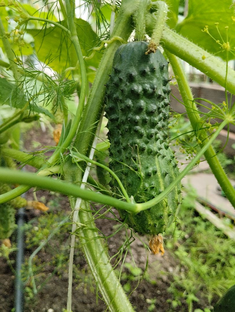 Садоводство, урожай, огурцы, Старая Купавна, Богородский городской округ