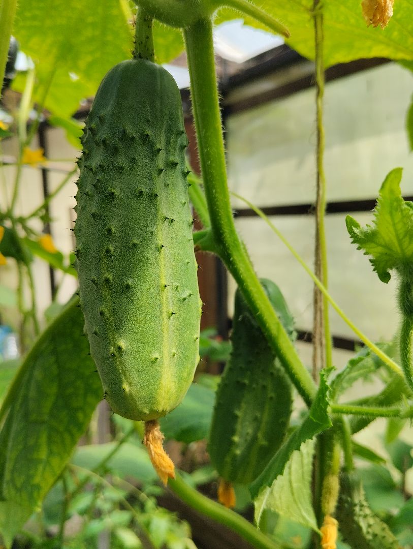 Садоводство, урожай, огурцы, Старая Купавна, Богородский городской округ