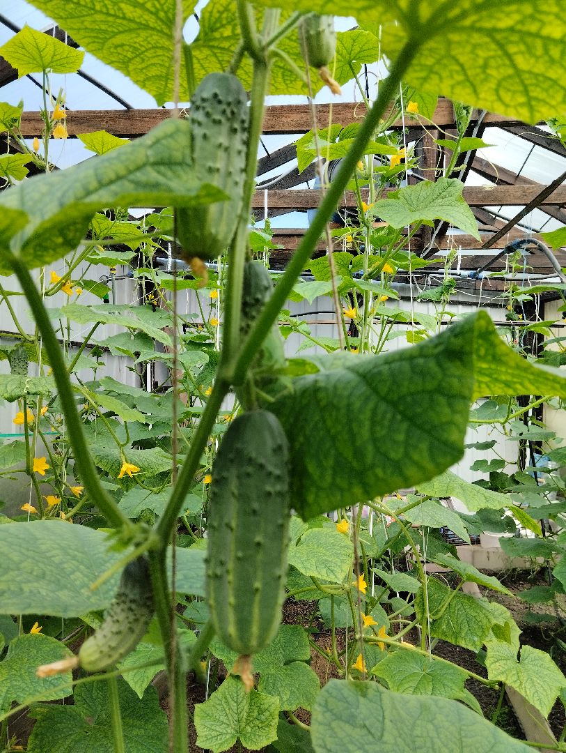 Садоводство, урожай, огурцы, Старая Купавна, Богородский городской округ