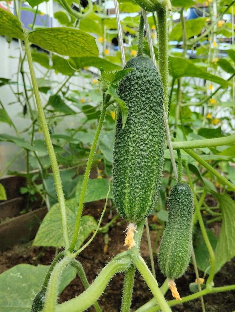 Садоводство, урожай, огурцы, Старая Купавна, Богородский городской округ