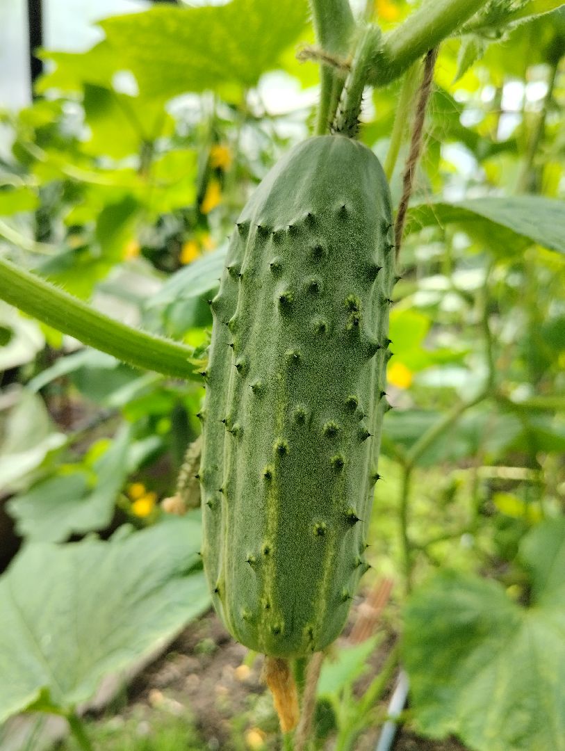 Садоводство, урожай, огурцы, Старая Купавна, Богородский городской округ