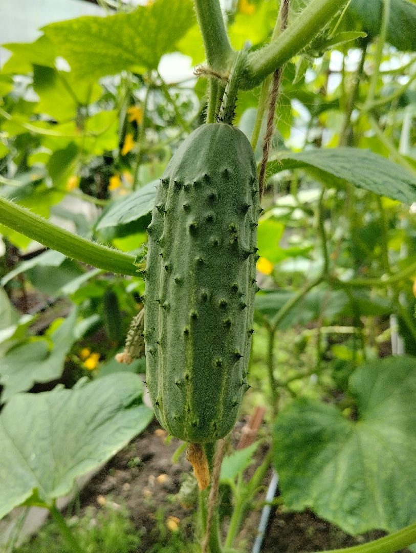 Садоводство, урожай, огурцы, Старая Купавна, Богородский городской округ