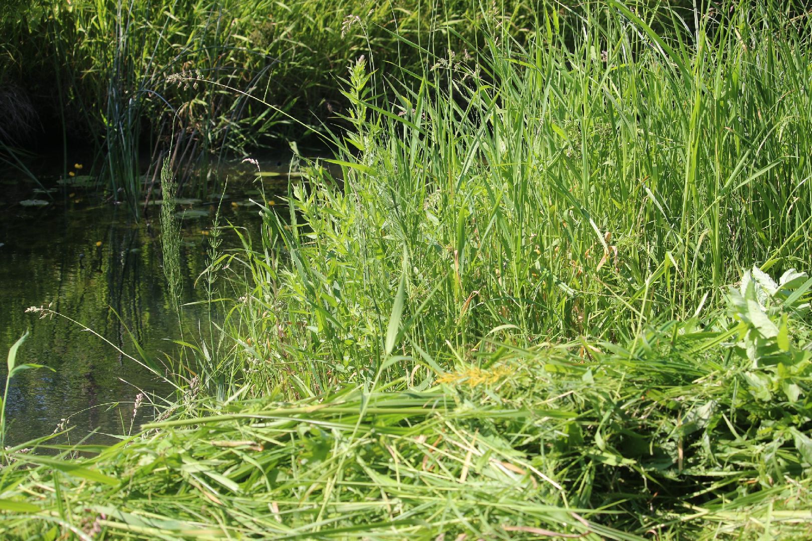 Серебряные Пруды, Экология