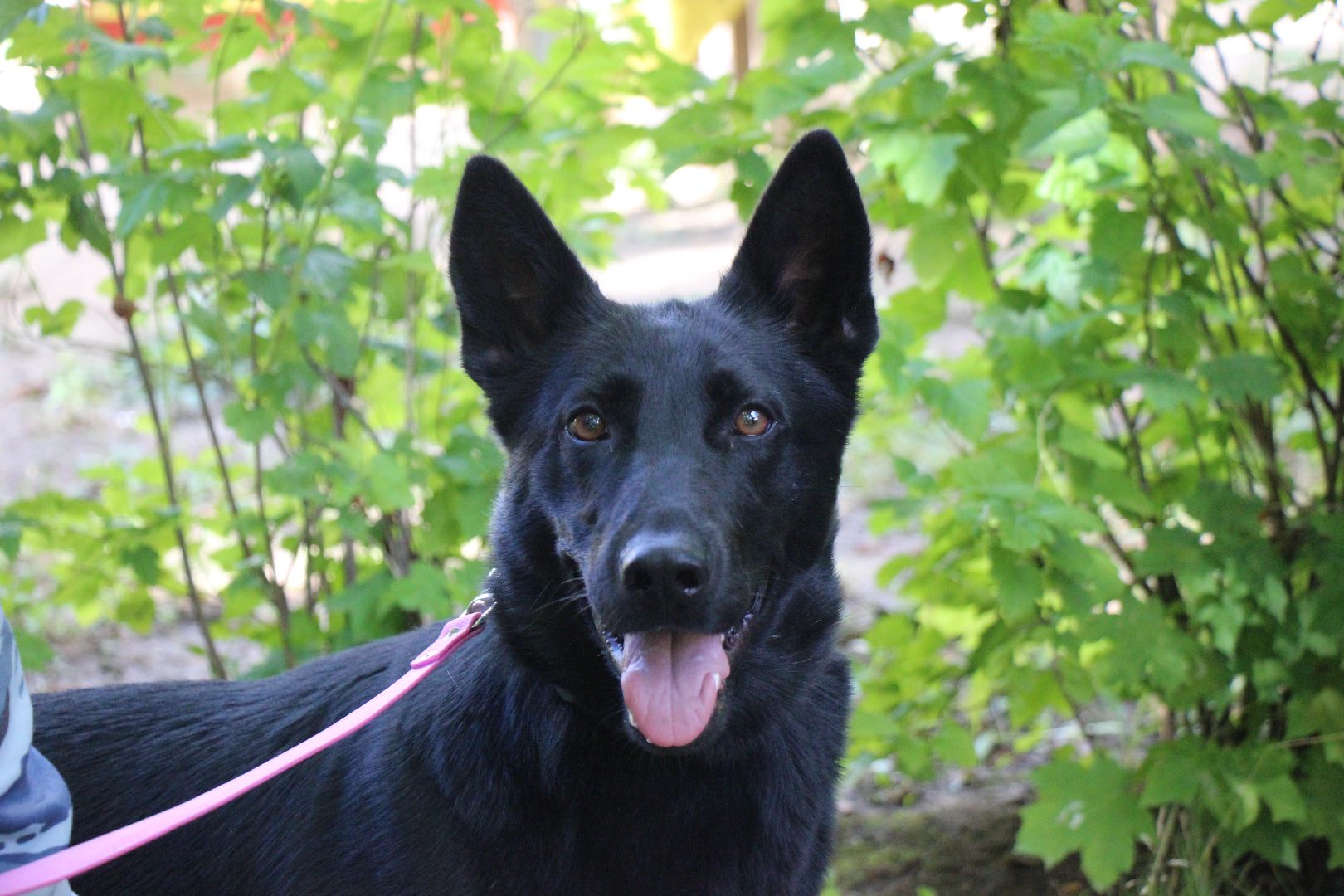 Лобня, полиция, собака