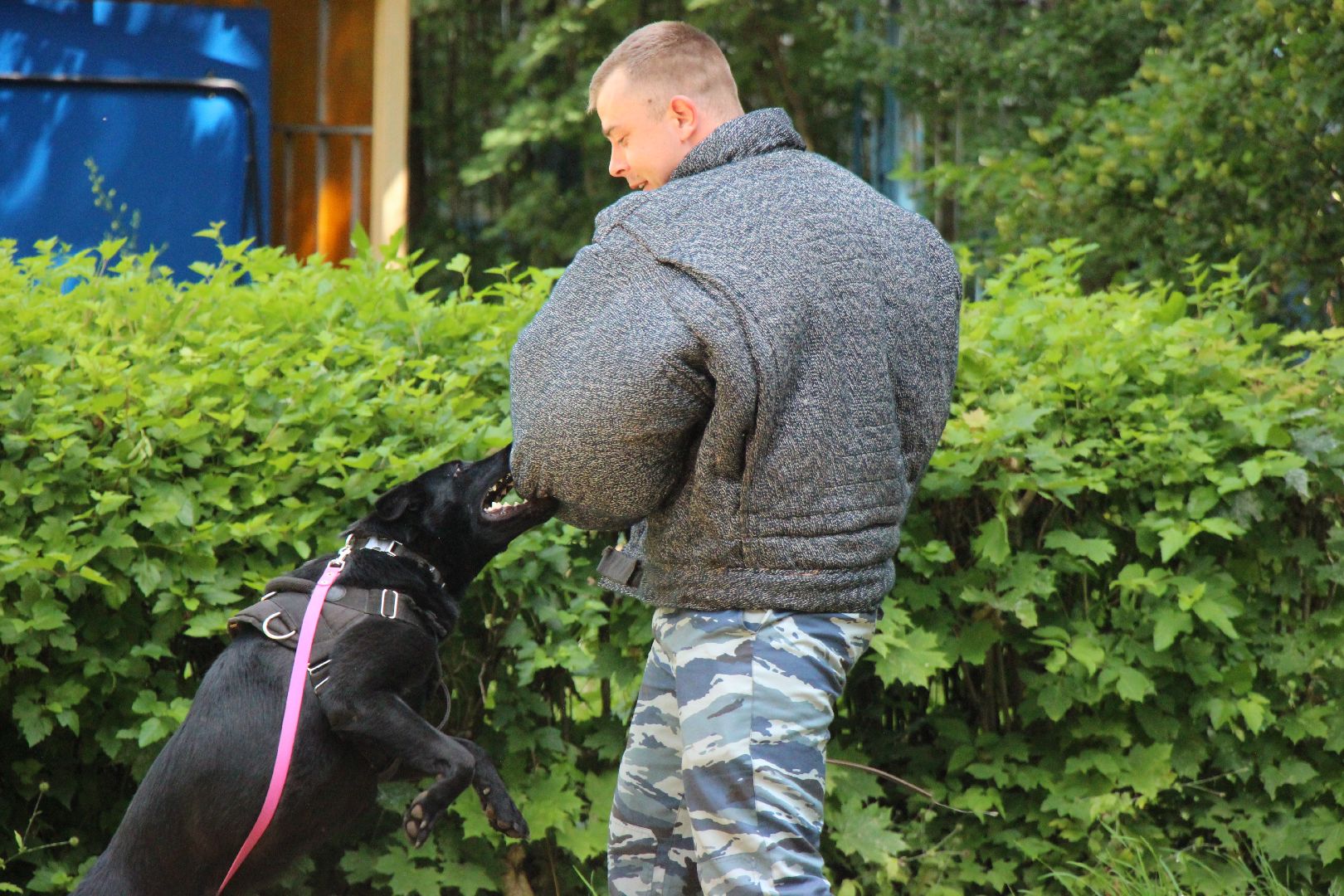 Лобня, полиция, собака