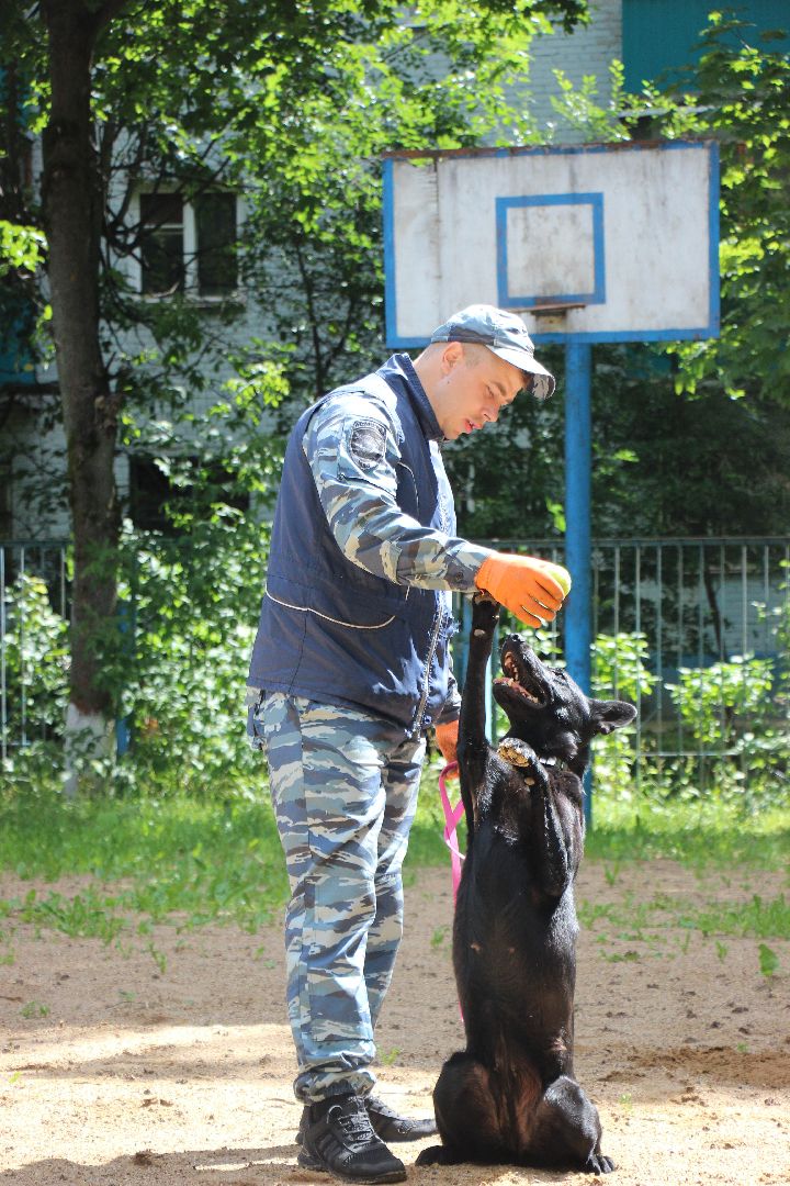 Лобня, полиция, собака