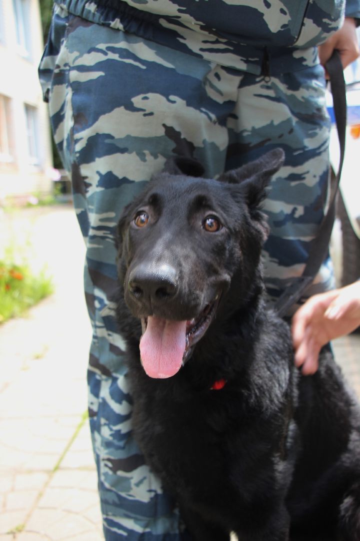 Лобня, полиция, собака