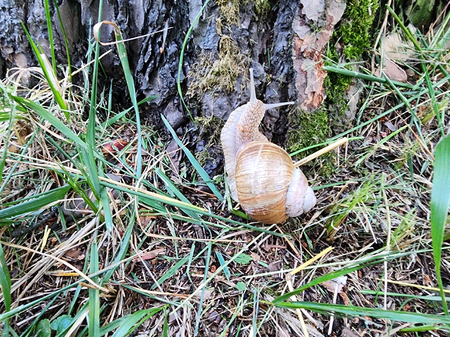 виноградная улитка, Подмосковье, Котельники