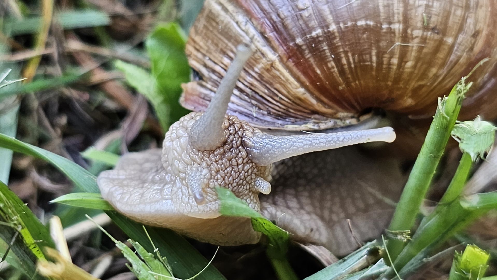 виноградная улитка, Подмосковье, Котельники