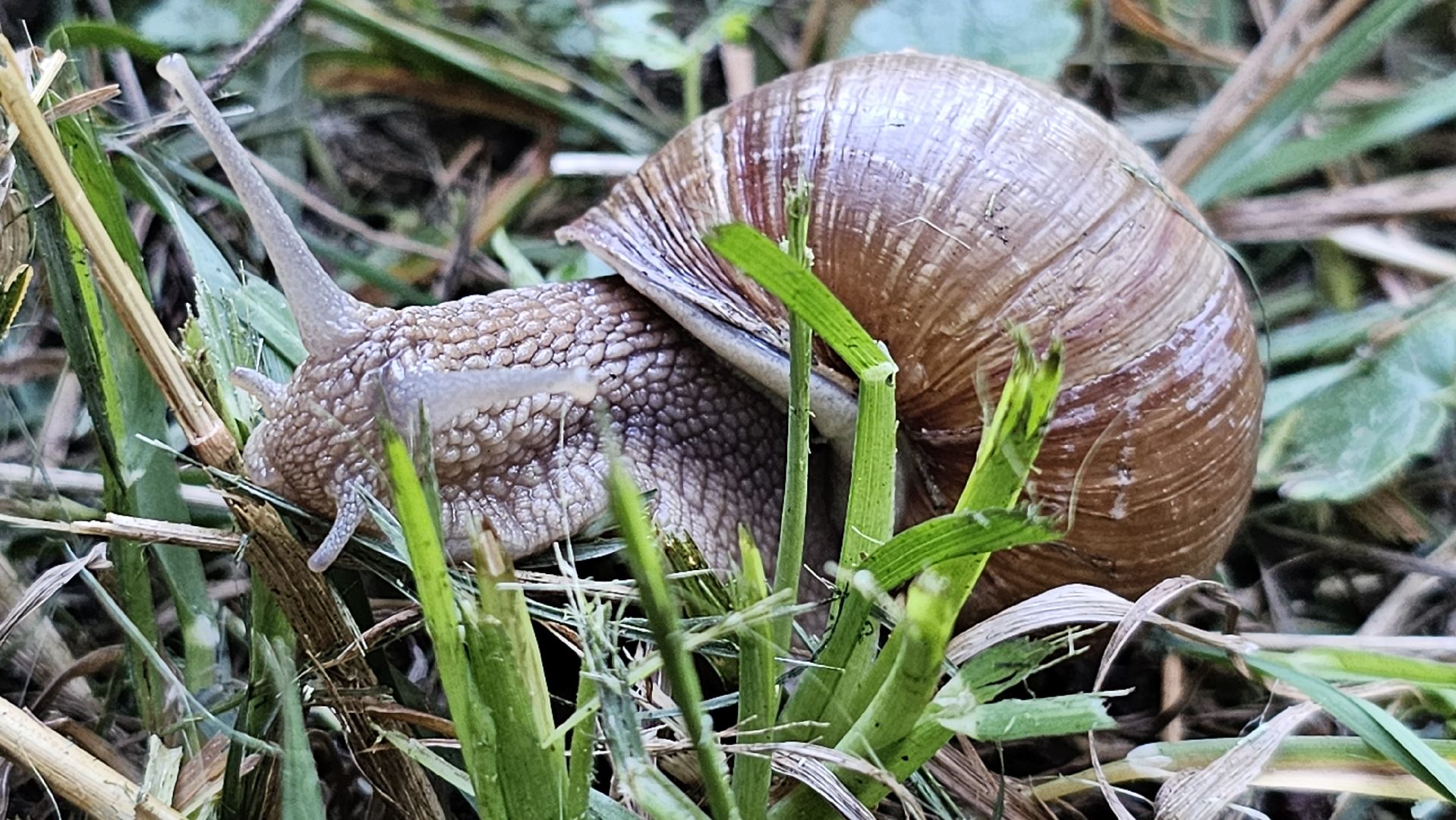 виноградная улитка, Подмосковье, Котельники