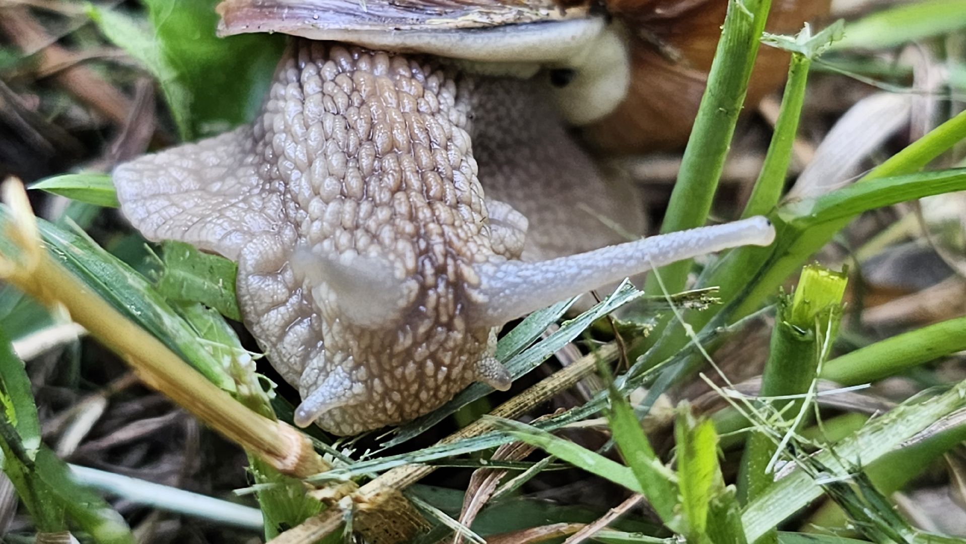 виноградная улитка, Подмосковье, Котельники